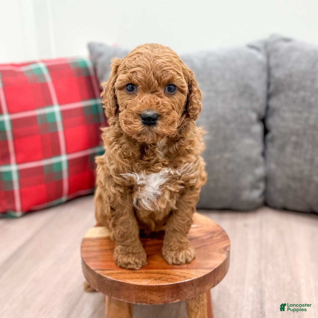 Mini Goldendoodle dogs for sale: Jimmy - Ad 3
