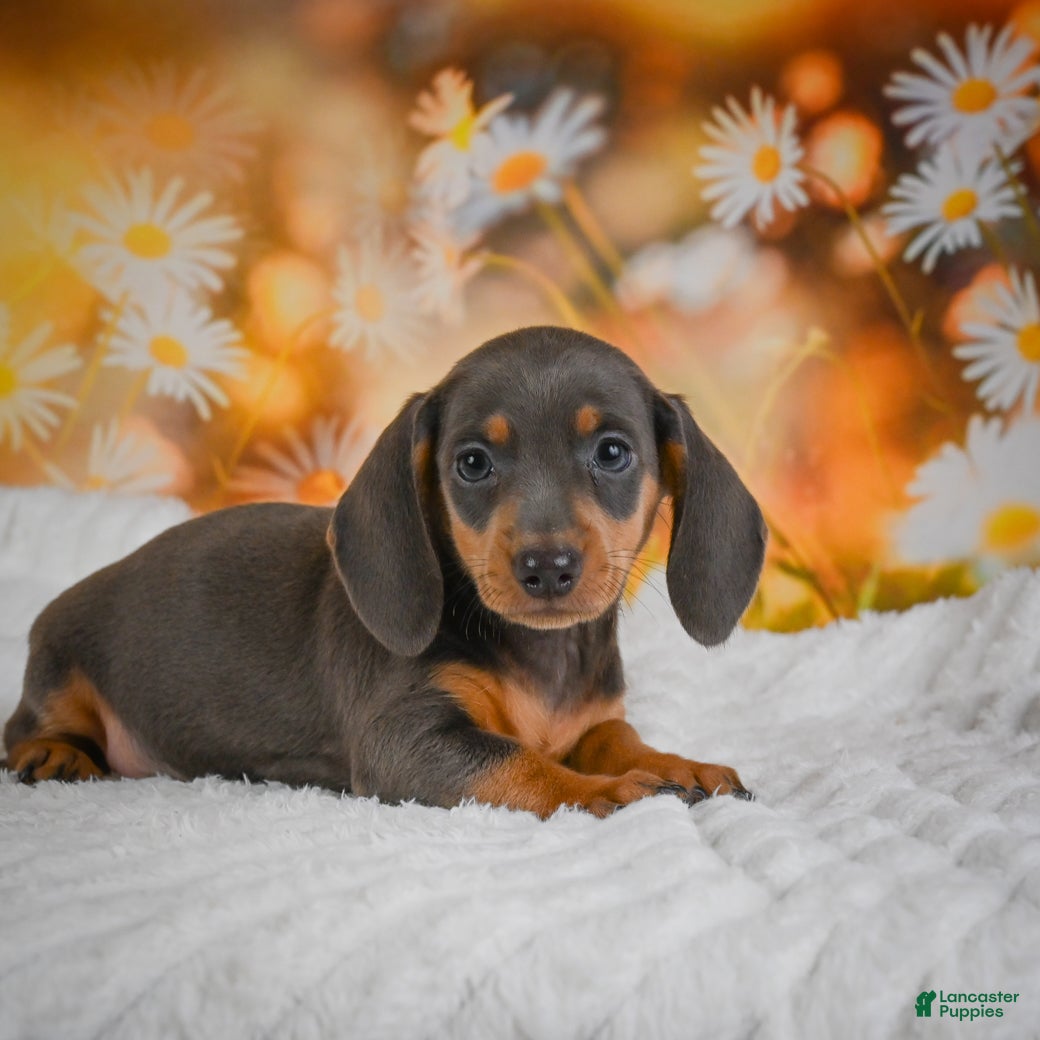 Miniature Dachshund dogs Dory - Ad 2