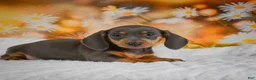 Miniature Dachshund dogs for sale: Dory - Ad 2