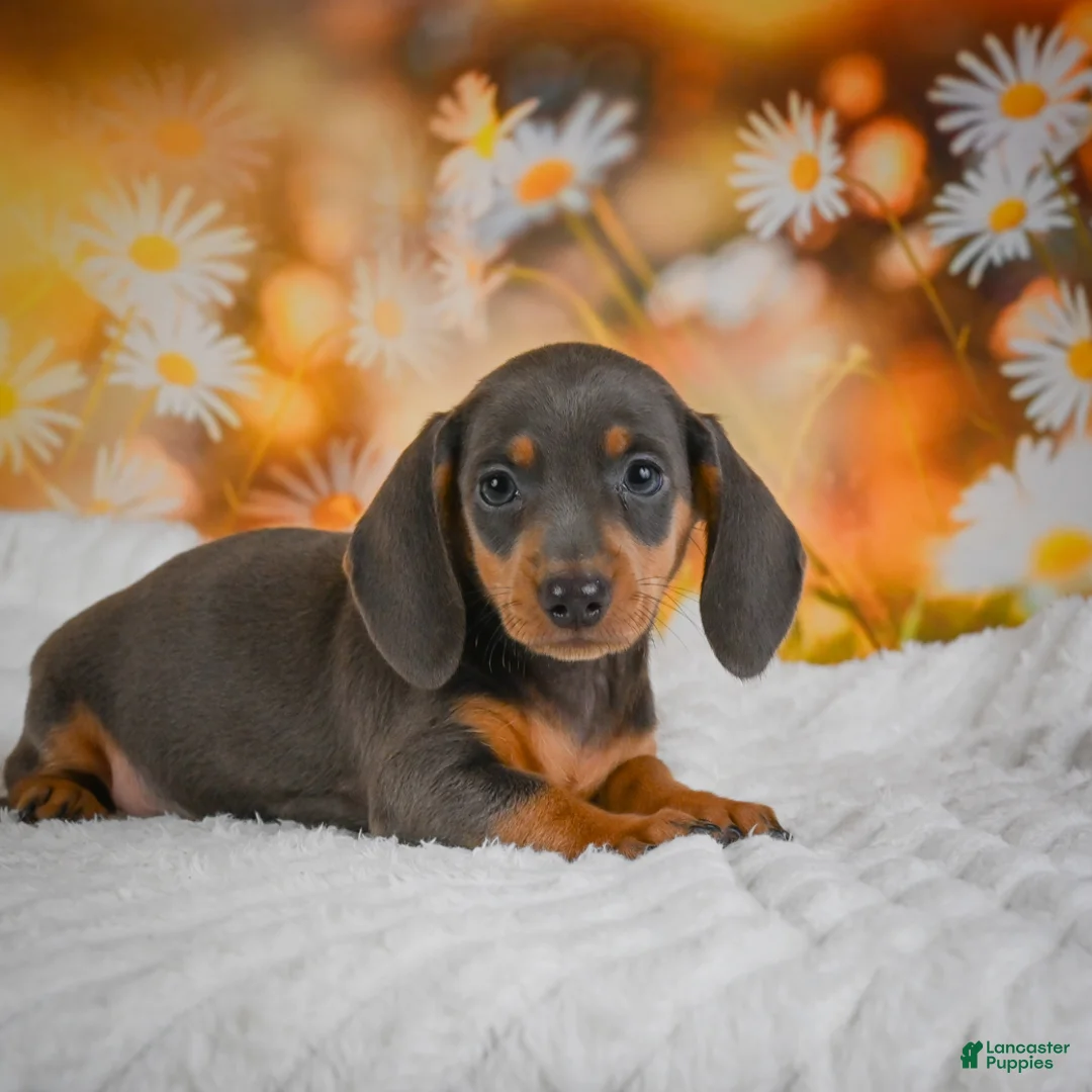 Miniature Dachshund dogs for sale: Dory - Ad 2