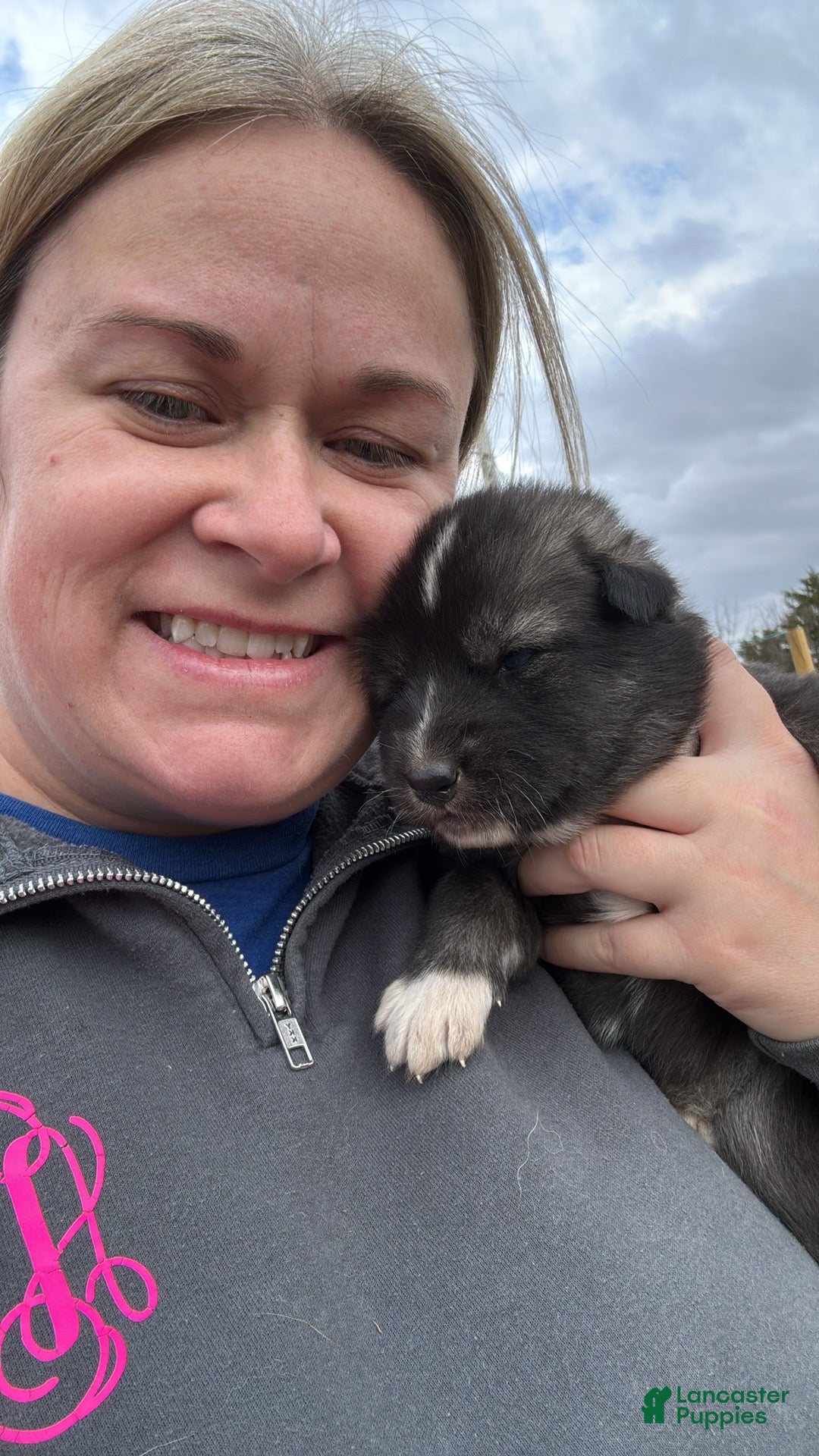 Mixed Breed dogs Black wolfdog female - Ad 40