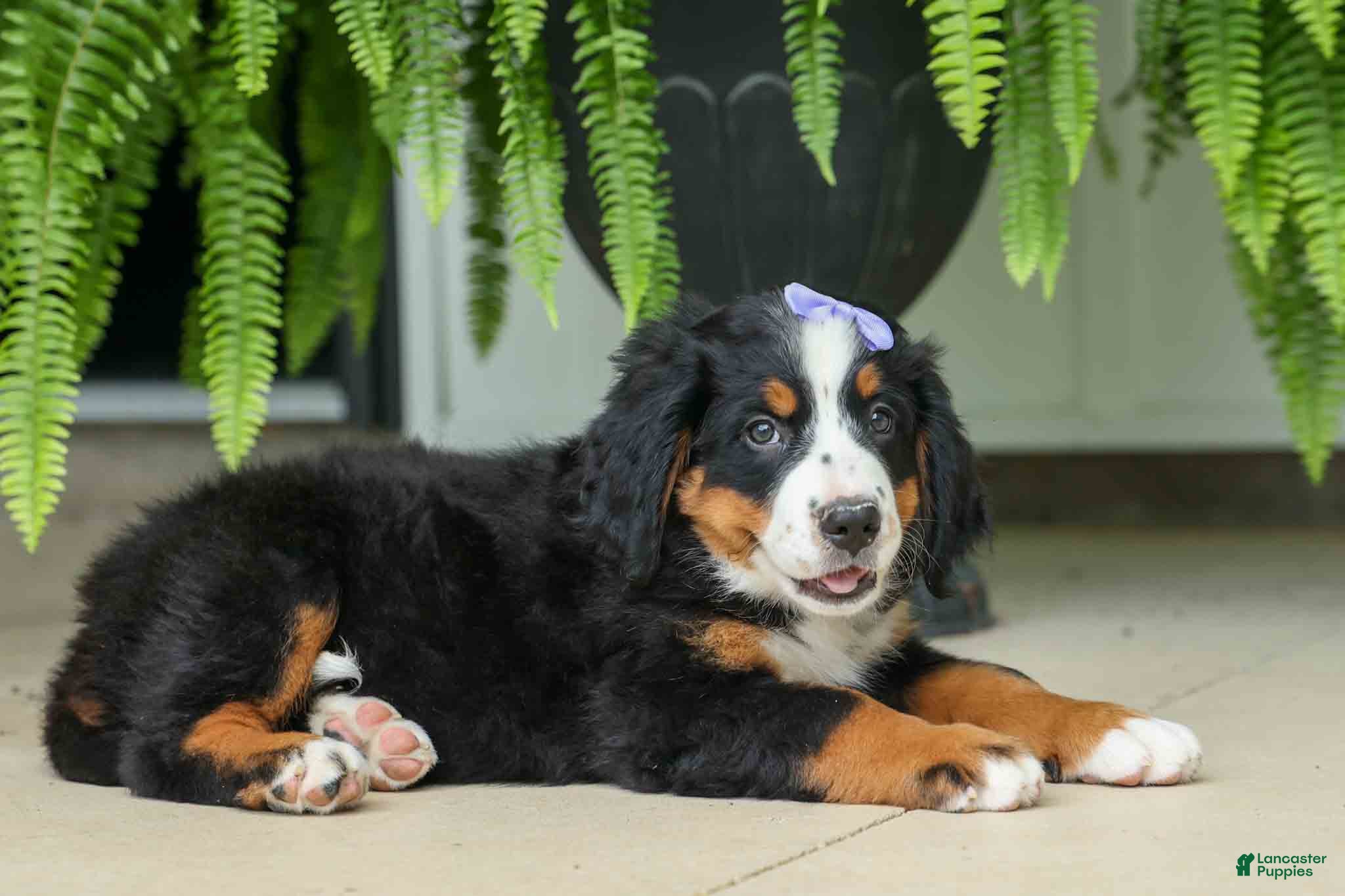 Bernese Mountain Dog dogs SOPHIE - Ad 2