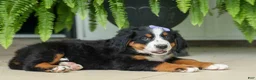 Bernese Mountain Dog dogs for sale: SOPHIE - Ad 2