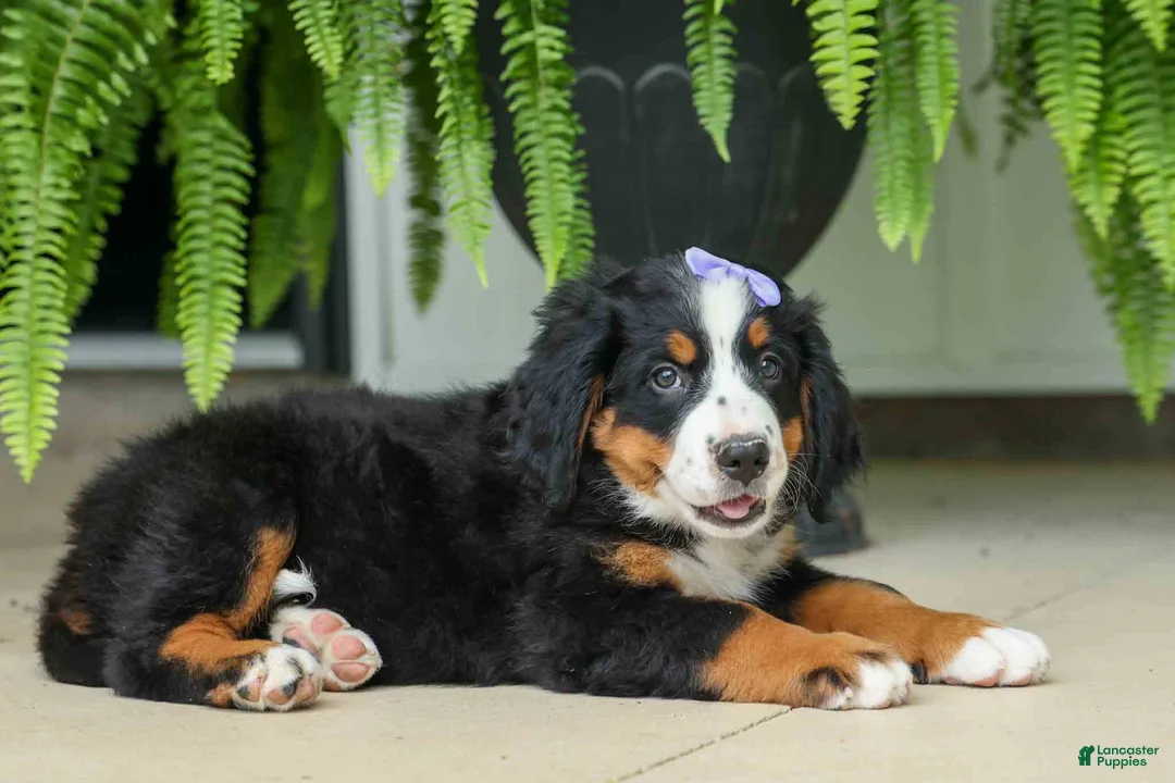 Bernese Mountain Dog dogs for sale: SOPHIE - Ad 2