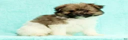 Pomapoo dogs for sale: Gabby - Ad 8