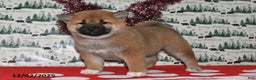 Shiba Inu dogs for sale: Liliana - Ad 2