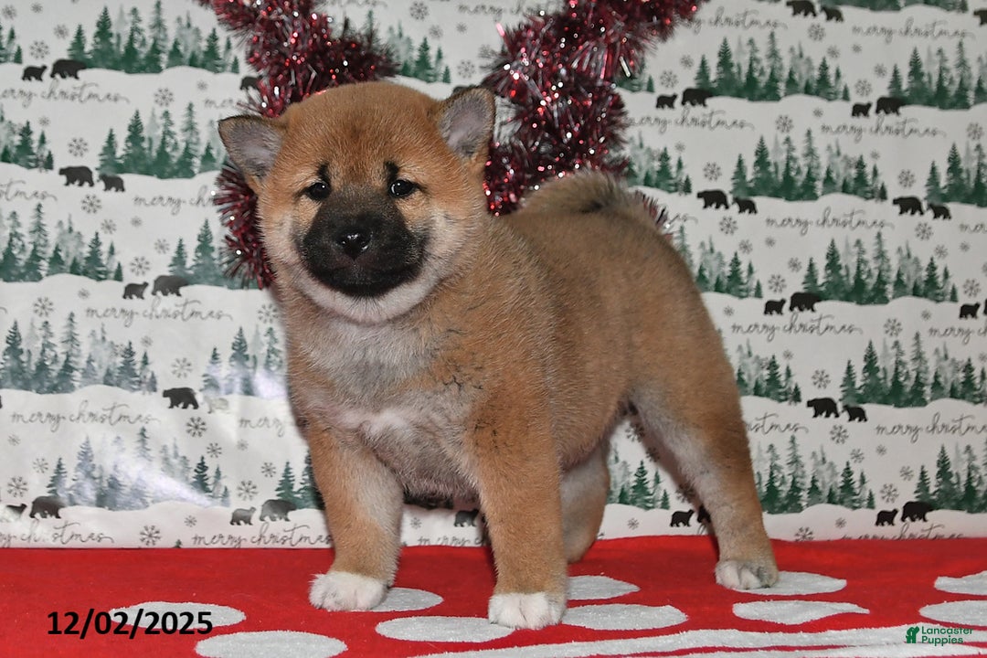 Shiba Inu dogs for sale: Liliana - Ad 2