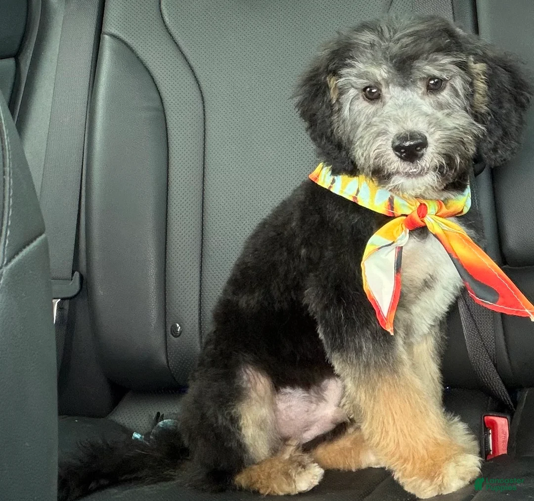 Mini Aussiedoodle dogs for sale: Perseus  - Ad 2