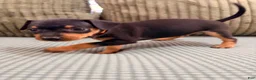 Miniature Pinscher dogs for sale: Lucy - Ad 14