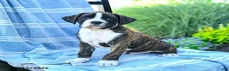 Boxer dogs for sale: Orion - Ad 4