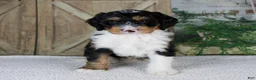 Mini Bernedoodle dogs for sale: Tobias - Ad 5