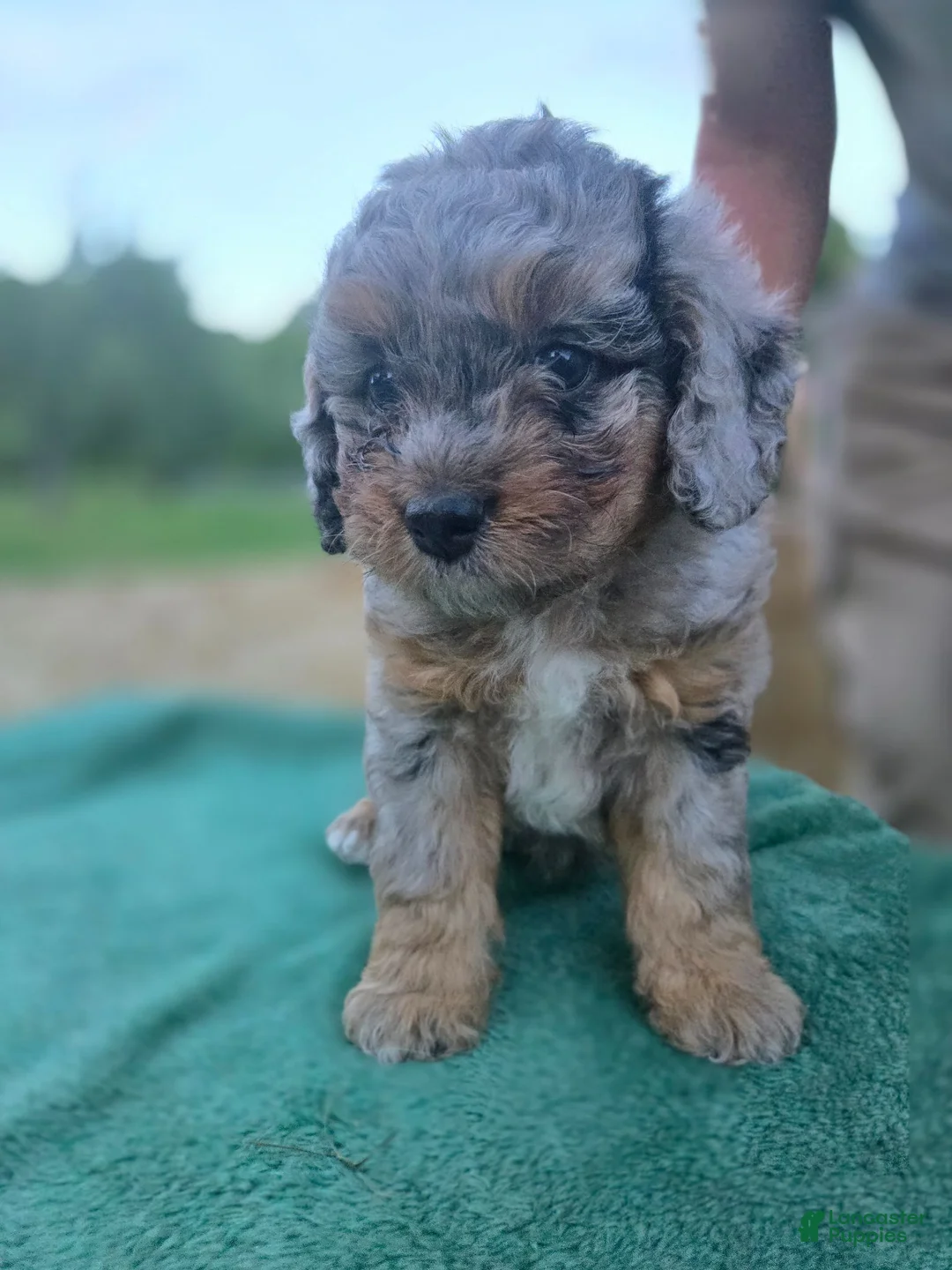 Mini Aussiedoodle dogs for sale: Little Bitty - Ad 2