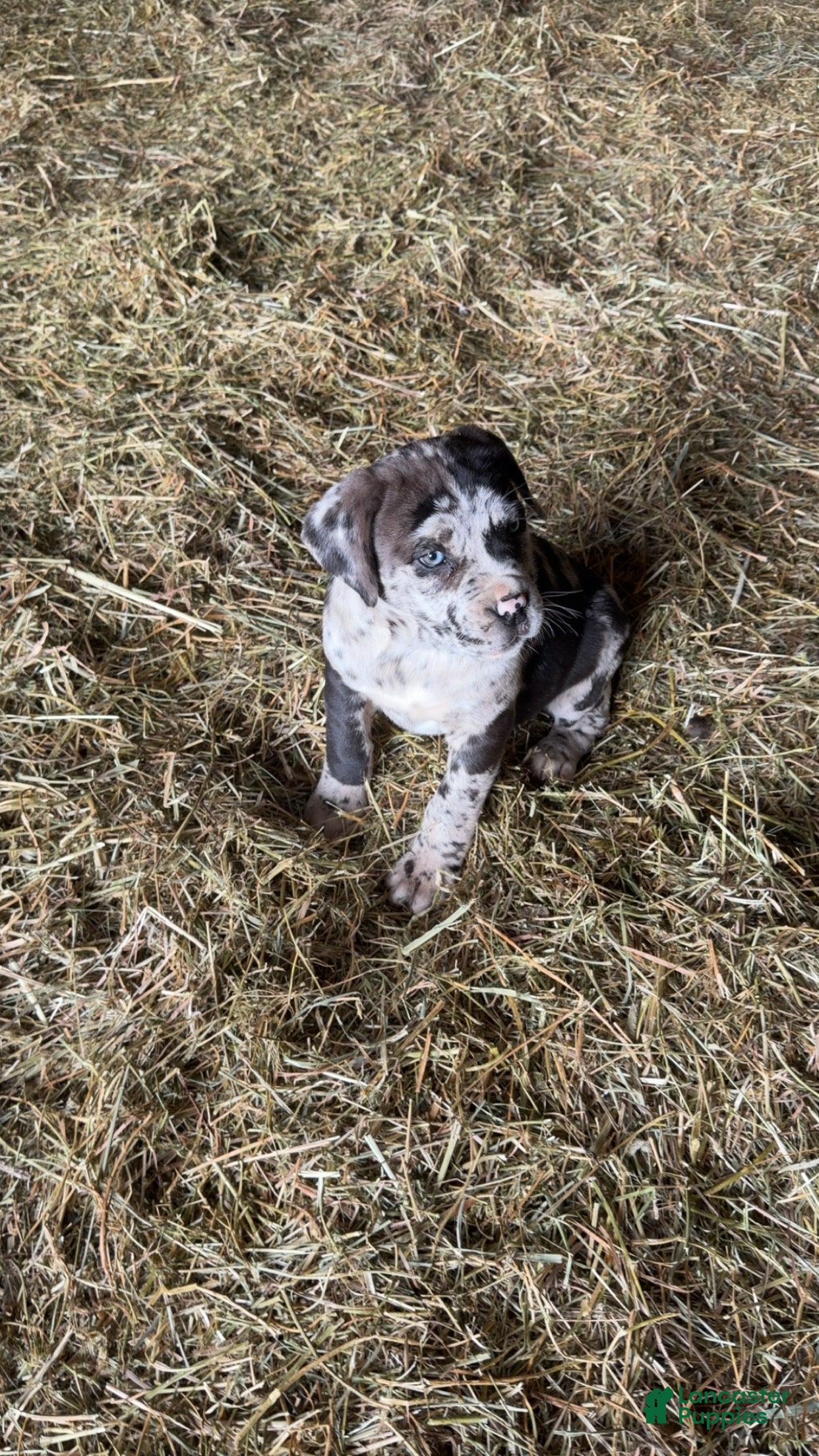 English Mastiff dogs English Mastiff Puppy 2 - Ad 2