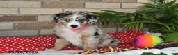 Australian Shepherd dogs for sale: Petunia - Ad 2