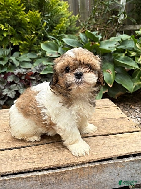 Shih Tzu dogs Clover - Ad 1