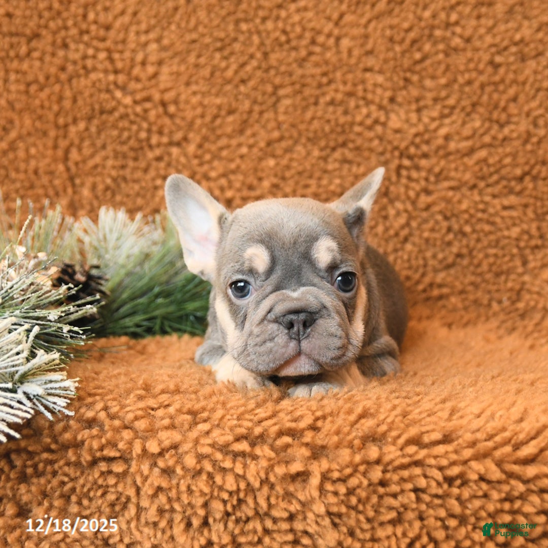 French Bulldog dogs for sale: Tessa - Ad 2