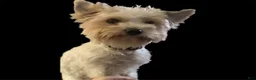 Biewer Terrier dogs for sale: Biewer Terrier Puppy 3 - Ad 2