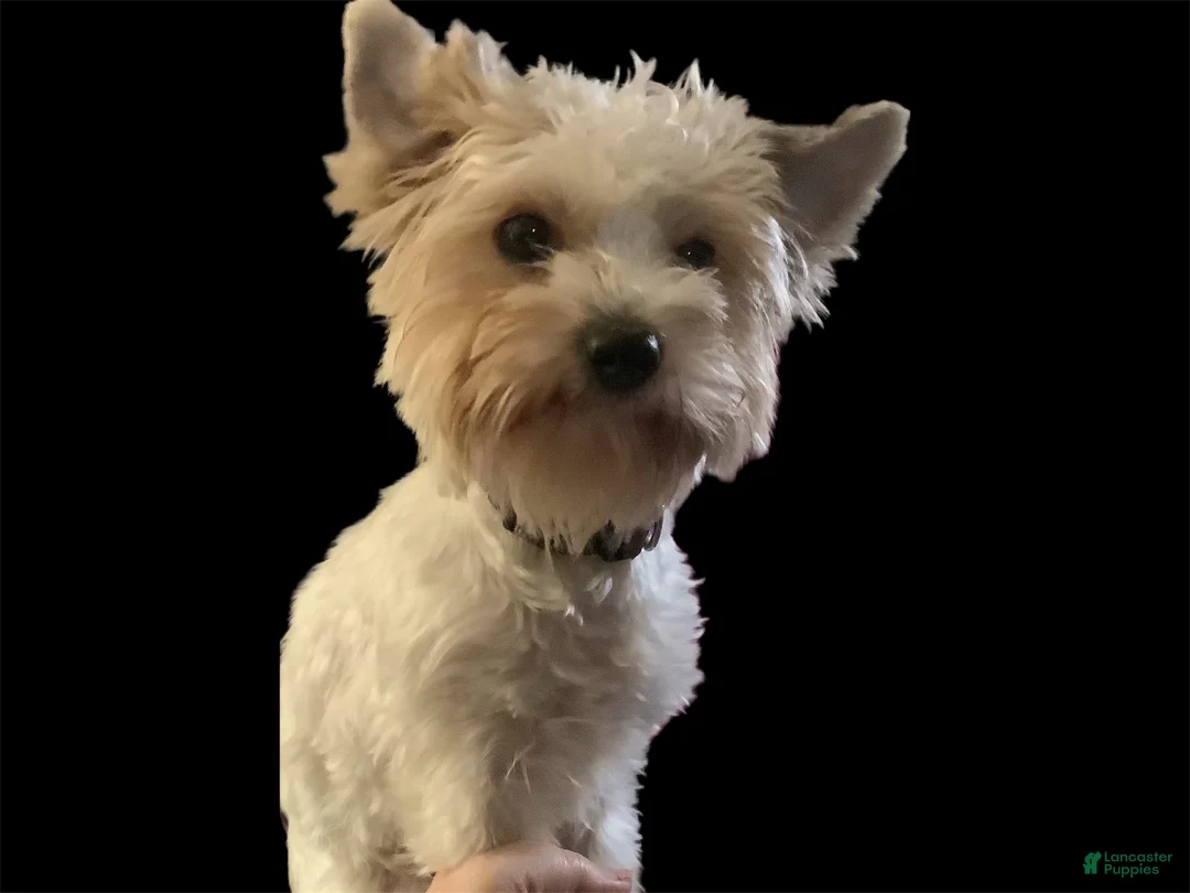 Biewer Terrier dogs for sale: Biewer Terrier Puppy 3 - Ad 2