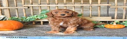 Mini Goldendoodle dogs for sale: Candy - Ad 4