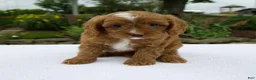 Cavapoo dogs for sale: Glory - Ad 1