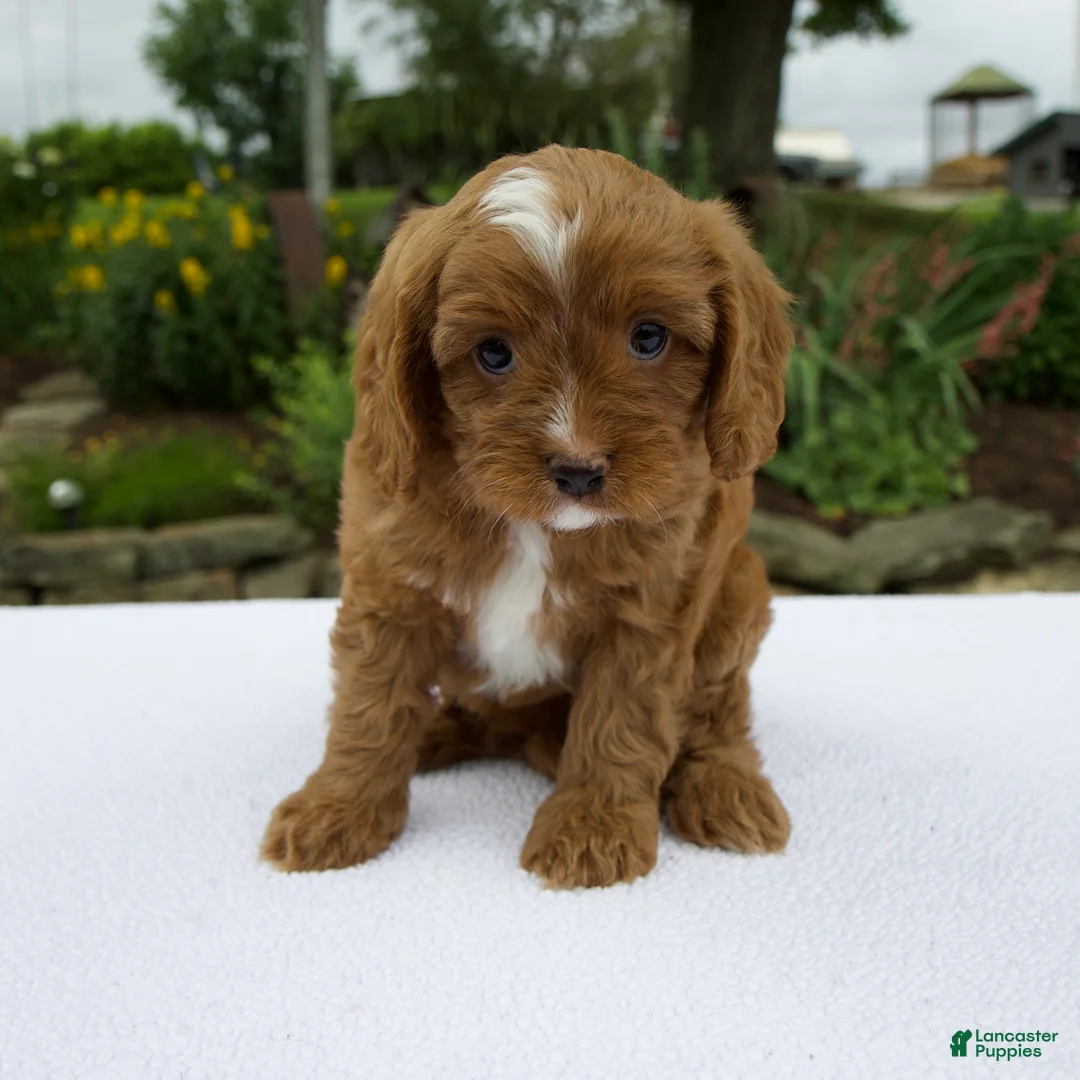 Cavapoo dogs for sale: Glory - Ad 1