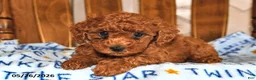 Cavapoo dogs for sale: Ruby - Ad 2