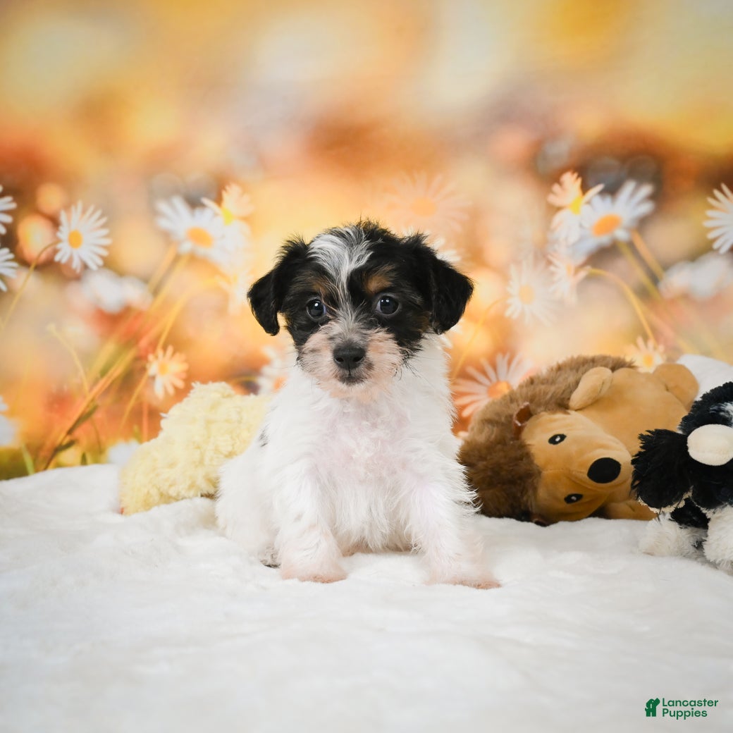 Yorkiepoo dogs Oakley - Ad 4