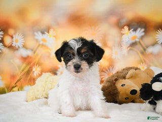 Yorkiepoo dogs Oakley - Ad 24