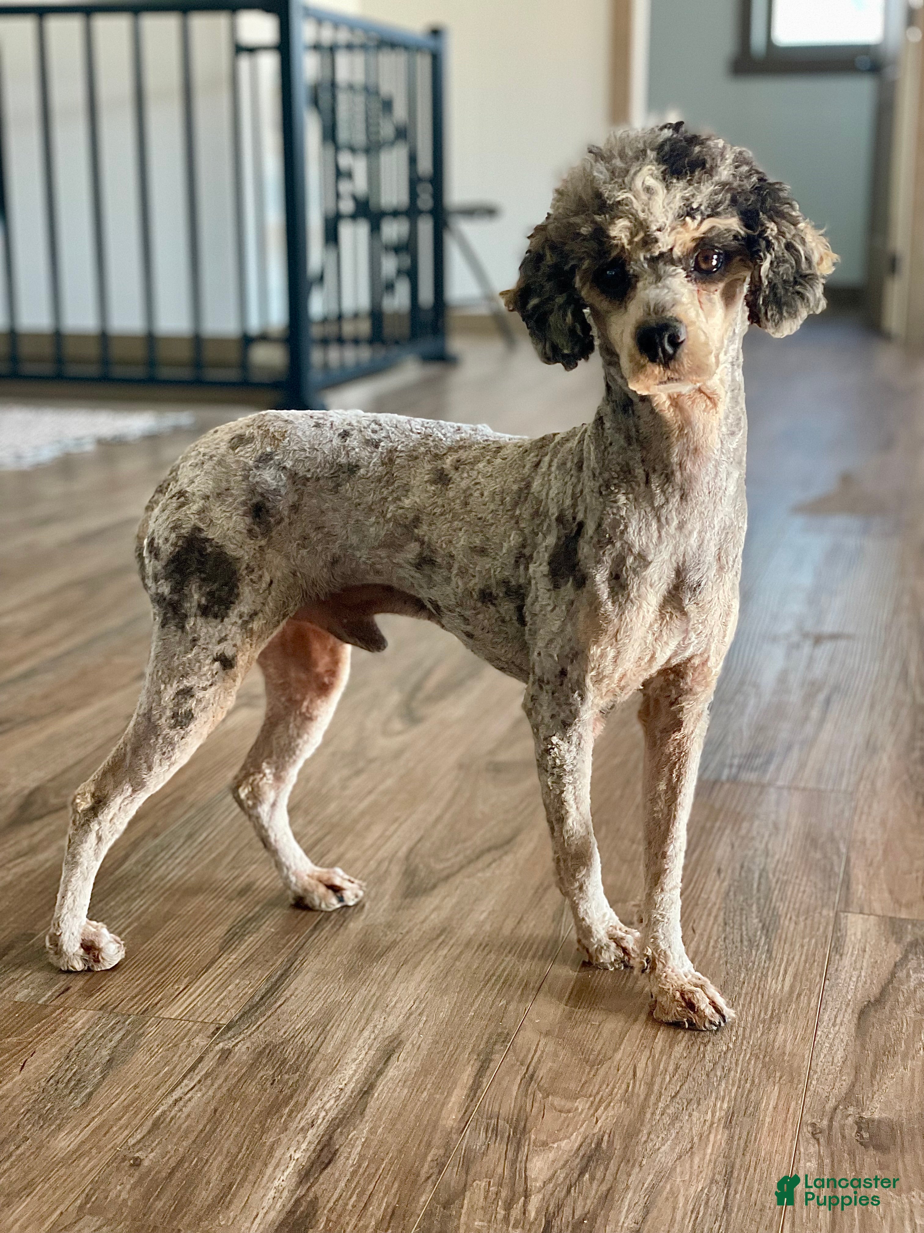 Simba 