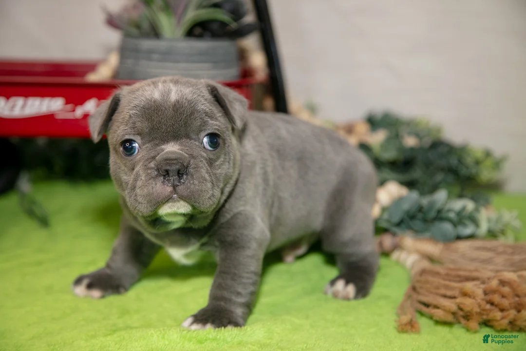 Frenchton dogs for sale: Vinny - Ad 2