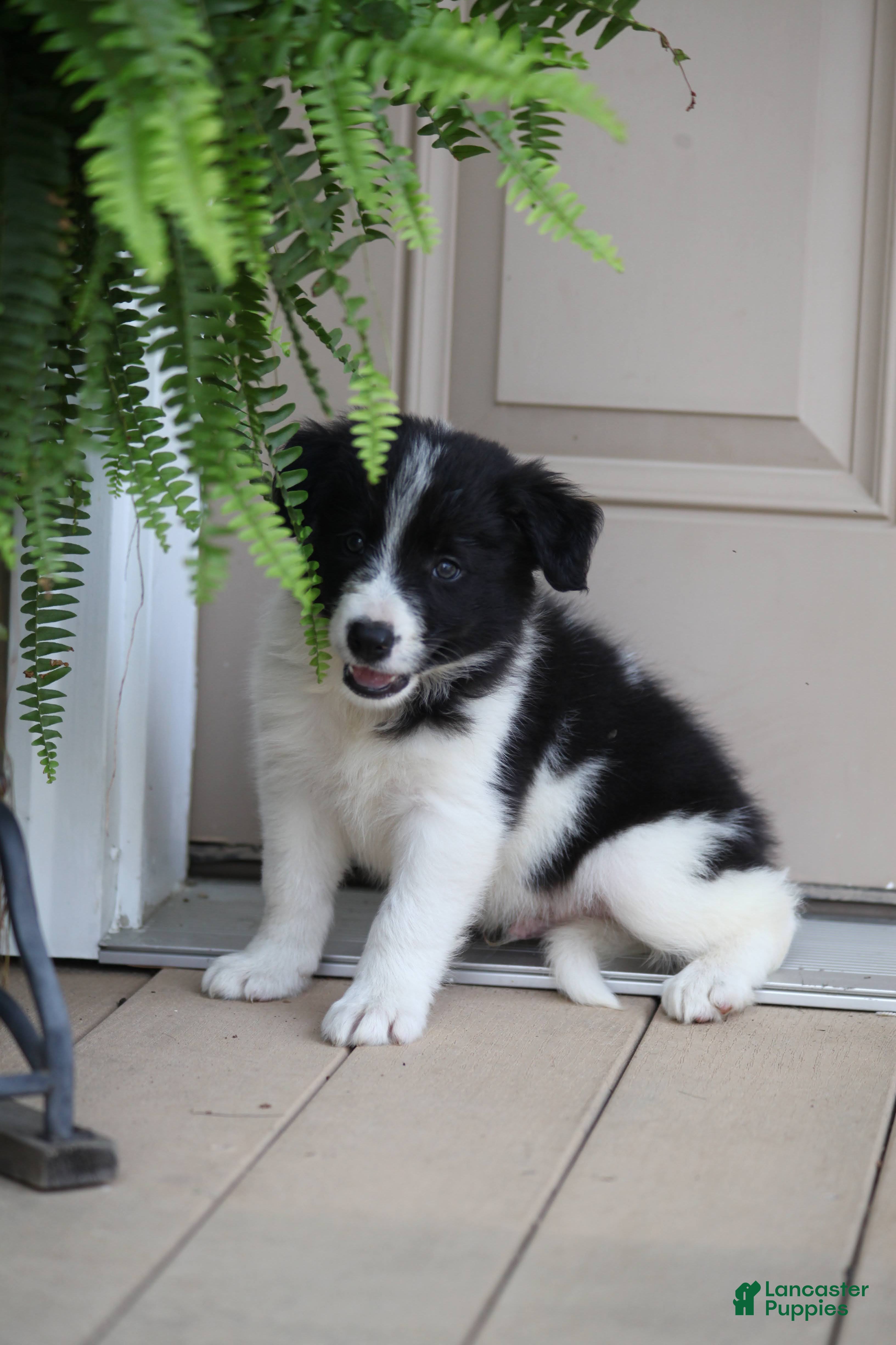 Border Collie dogs Taco - Ad 2