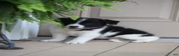 Border Collie dogs for sale: Taco - Ad 2