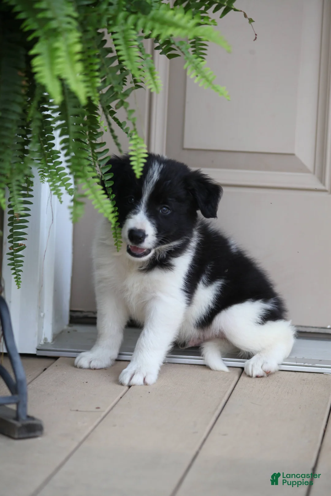 Border Collie dogs for sale: Taco - Ad 2