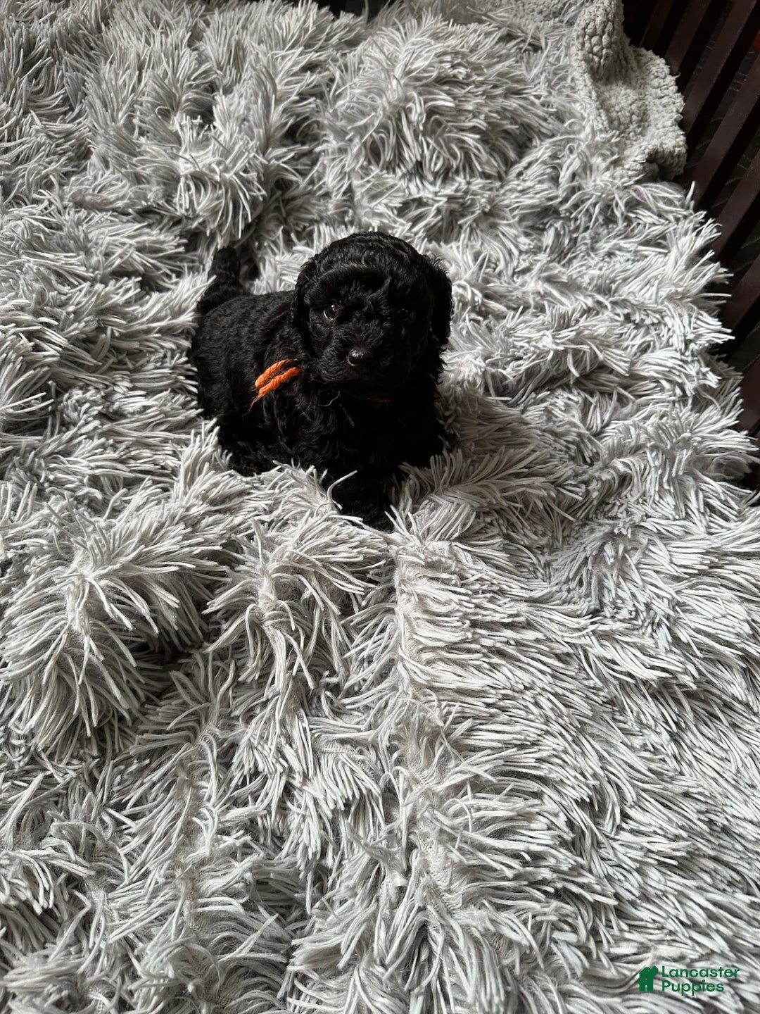 Miniature Poodle dogs for sale: Miniature Poodle Puppy 1 - Ad 2