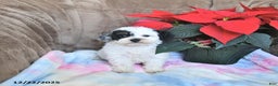 Toy Poodle dogs for sale: Kaitlyn - Ad 7