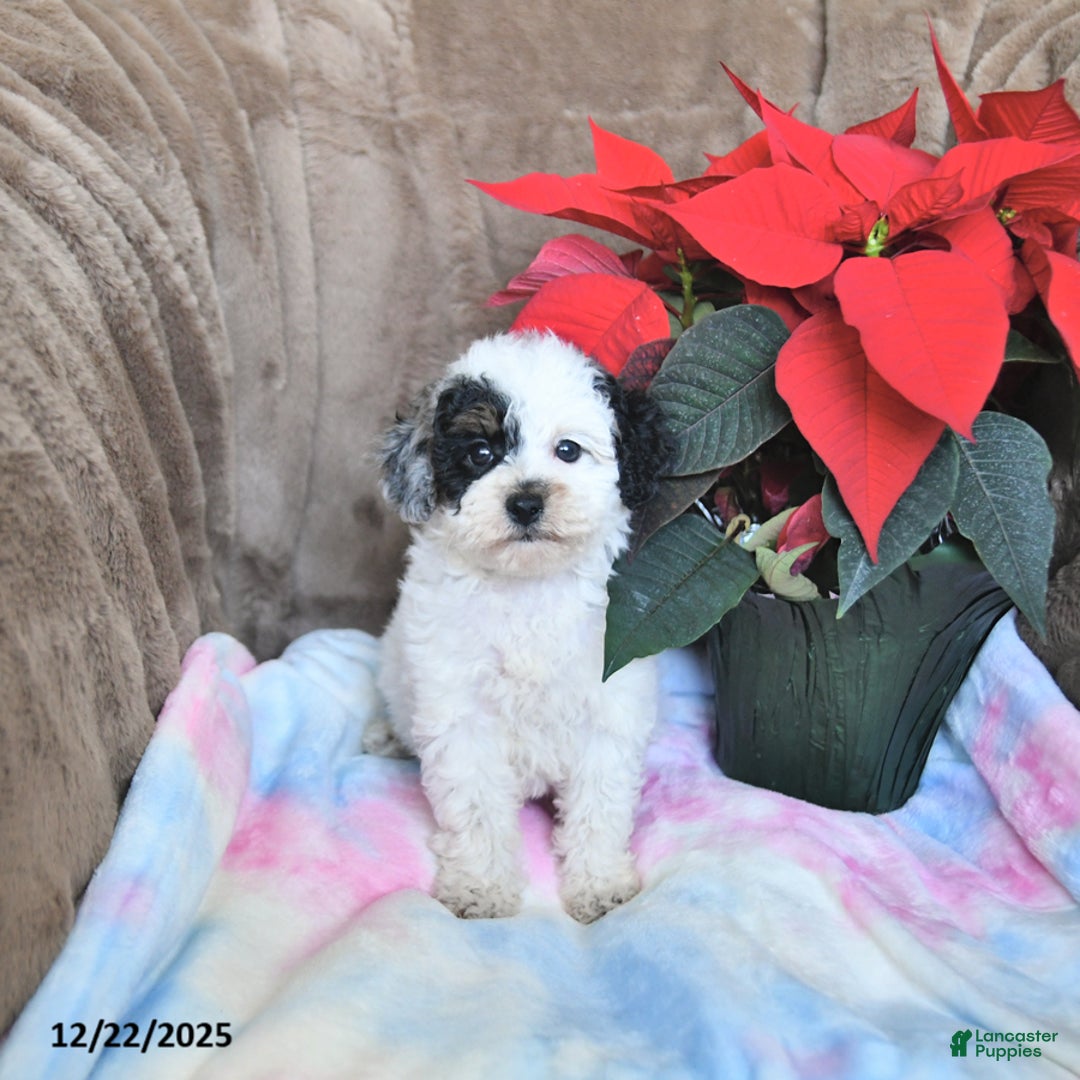 Toy Poodle dogs for sale: Kaitlyn - Ad 7