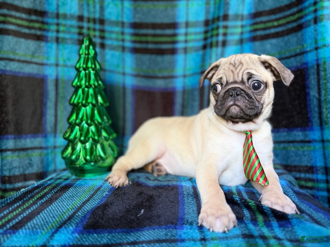 Pug dogs for sale: Nicholas  - Ad 6