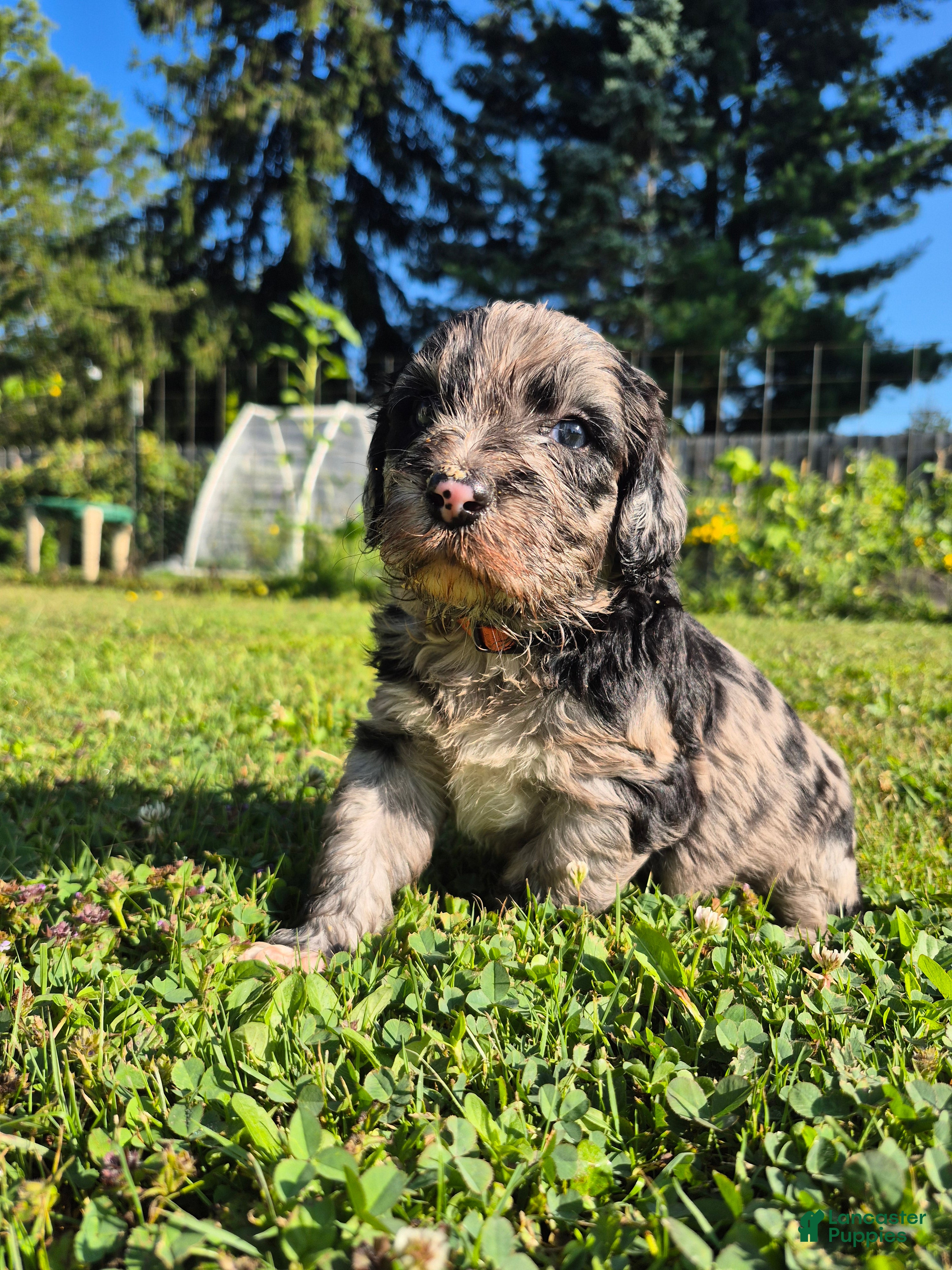 Mini Sheepadoodle dogs Cosmo - Ad 1