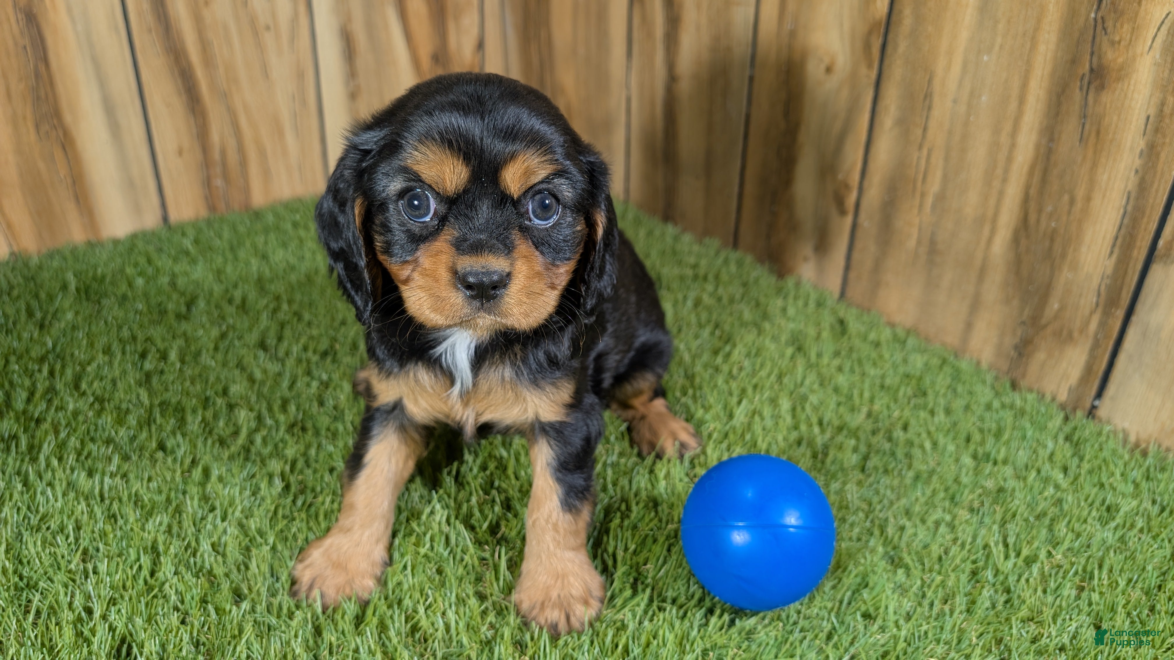 Cavalier King Charles Spaniel dogs Donuts Boy 1 - Ad 2