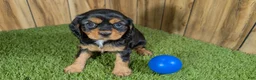 Cavalier King Charles Spaniel dogs for sale: Donuts Boy 1 - Ad 2