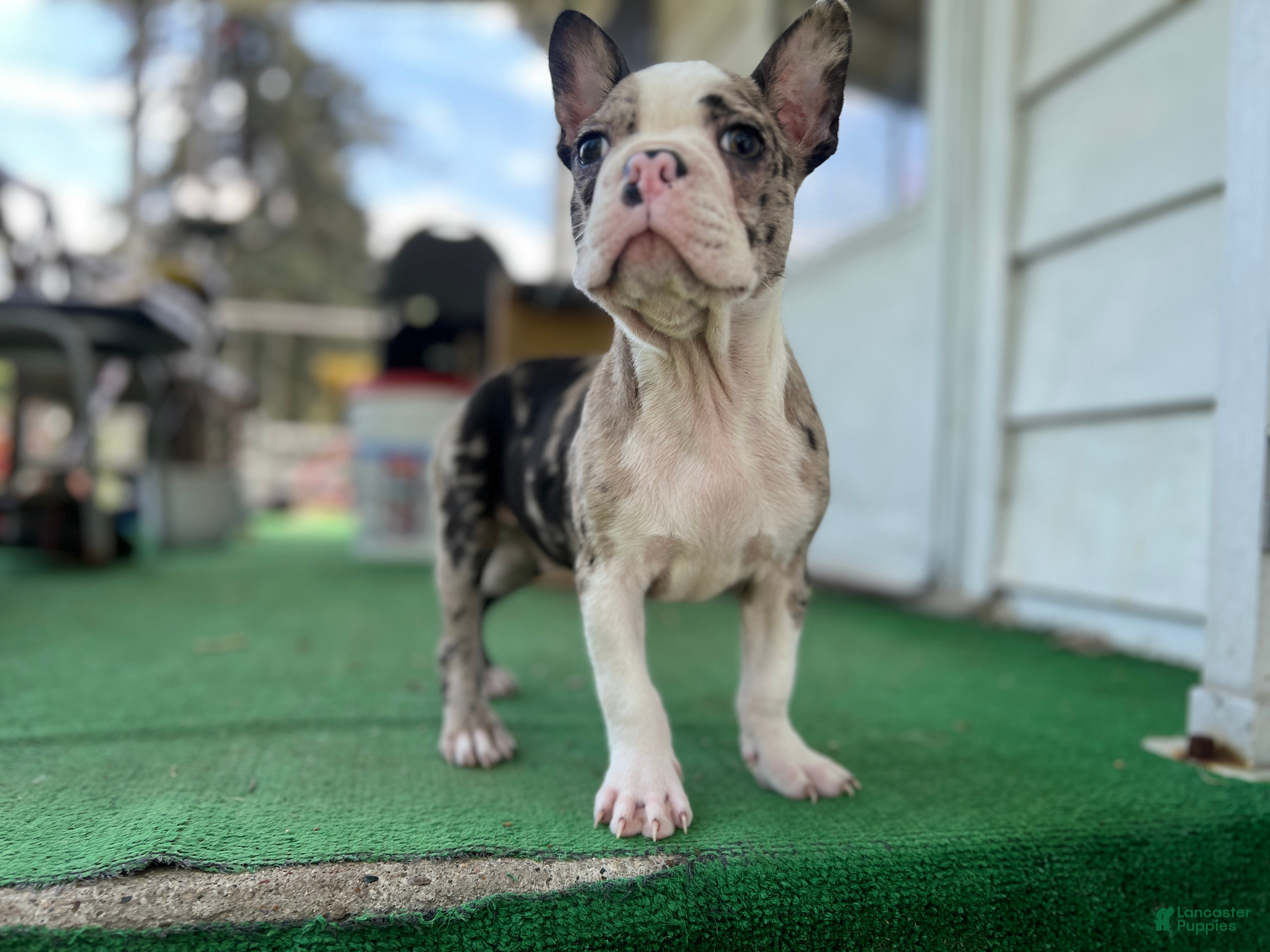 Mixed Breed dogs Bane - Ad 1