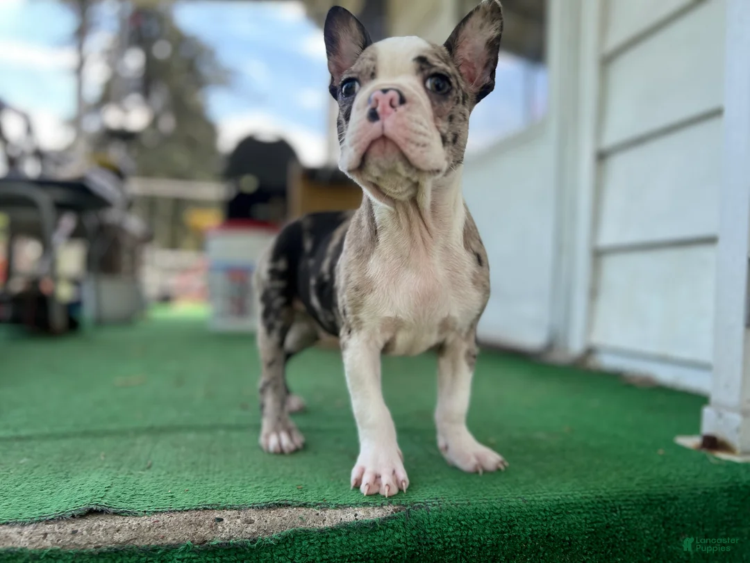 Mixed Breed dogs for sale: Bane - Ad 1
