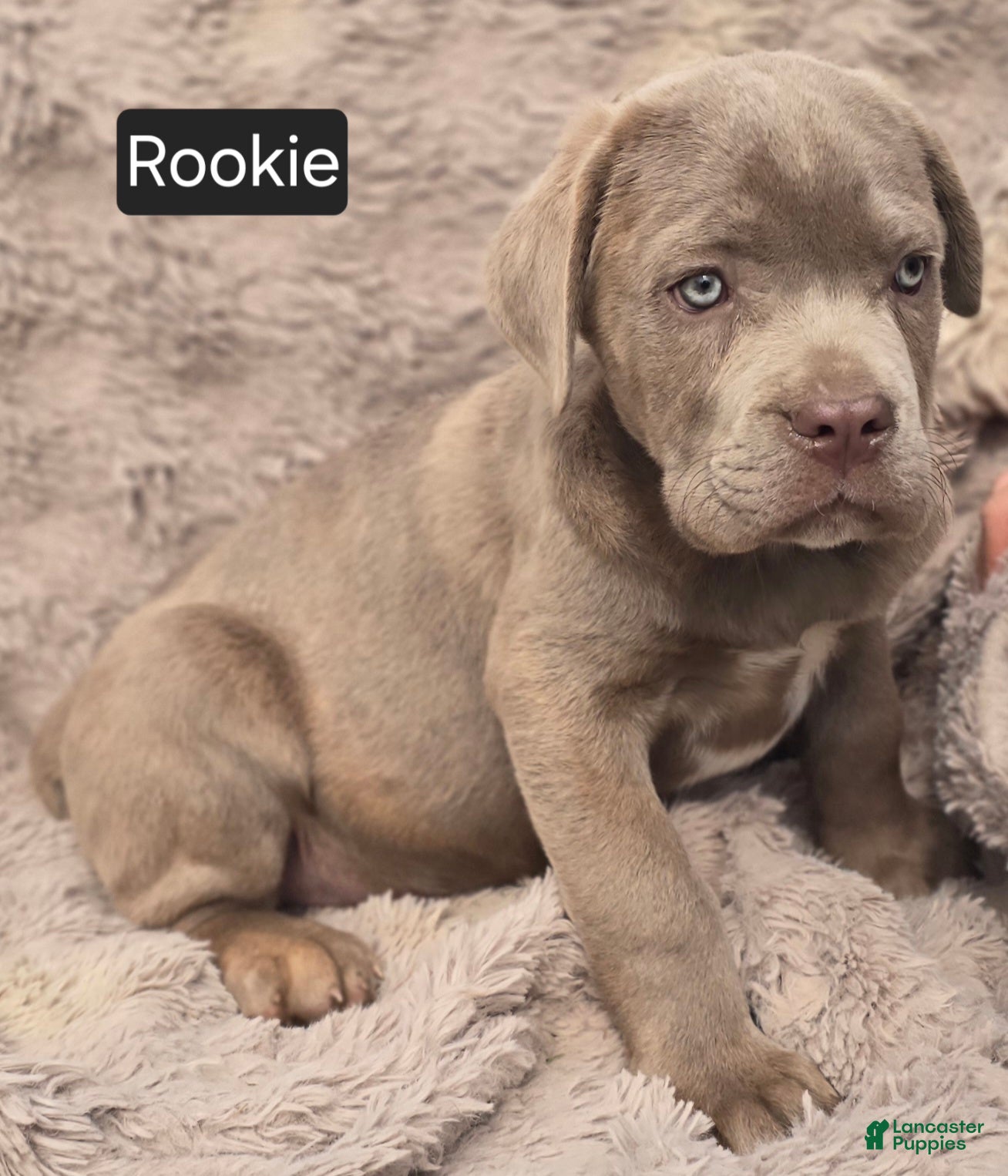 Cane Corso dogs Rookie - Ad 1