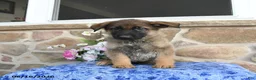 German Shepherd dogs for sale: Sphinx - Ad 4