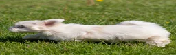 Maltese dogs for sale: Millie Maltese Puppy  - Ad 9