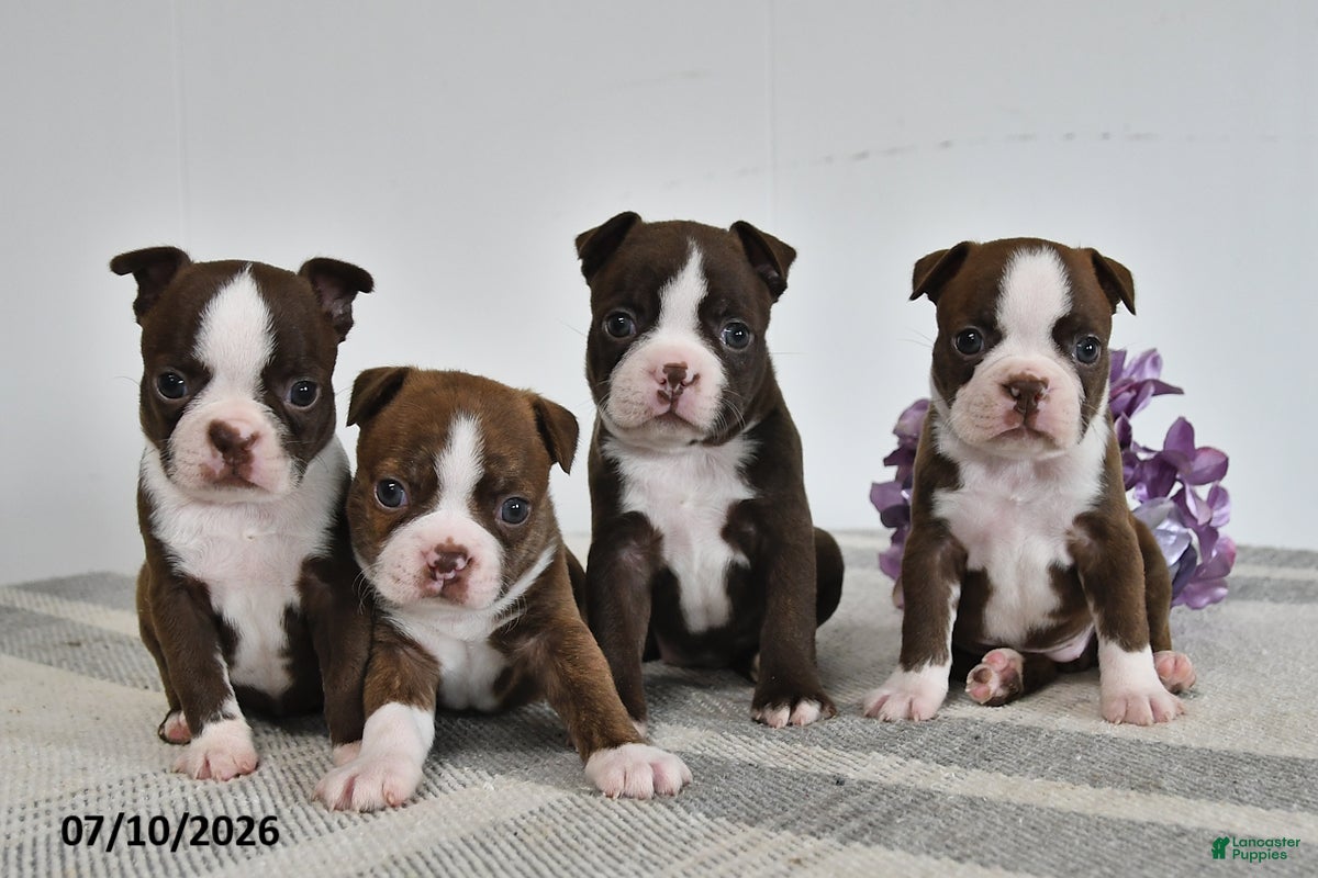Boston Terrier dogs Gracie - Ad 2