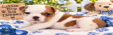 Buckeye Male English Bulldog