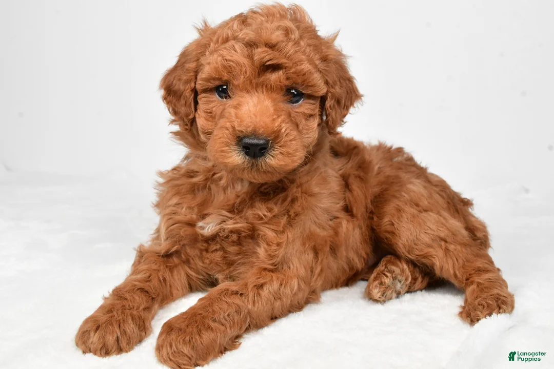 Miniature Poodle dogs for sale: Trevor  - Ad 3