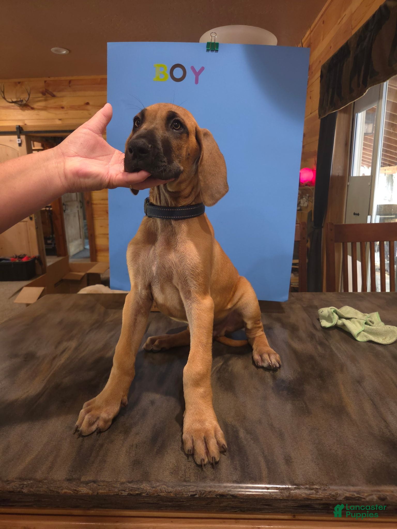 Great Dane dogs Great Dane 11 - Ad 1