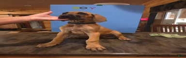 Great Dane 11